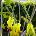 Dicentra scandens fleur